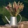Trockenblumen Nigella natur grün rot, Blumen getrocknet VE 1 Bund L 60 cm, ca. 60 bis 70 Blütenköpfe