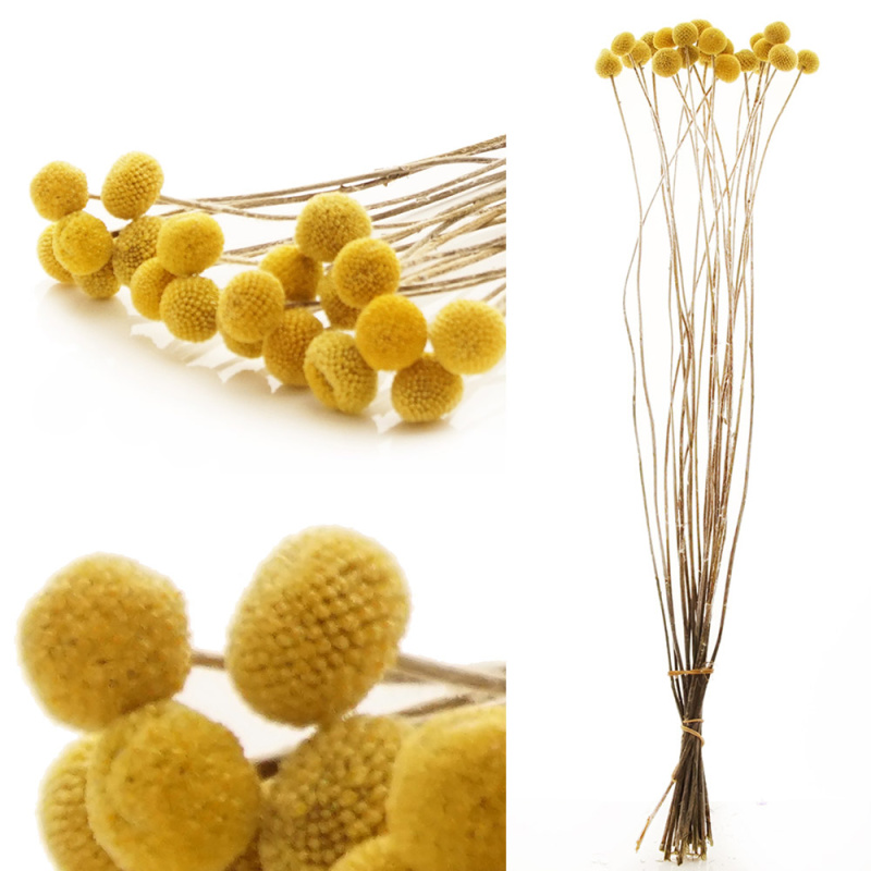 Trockenblumen gelb
