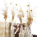 Trockenblumen Craspedia 10 Stk natur gelb, für Gestecke und Trockenblumensträuße