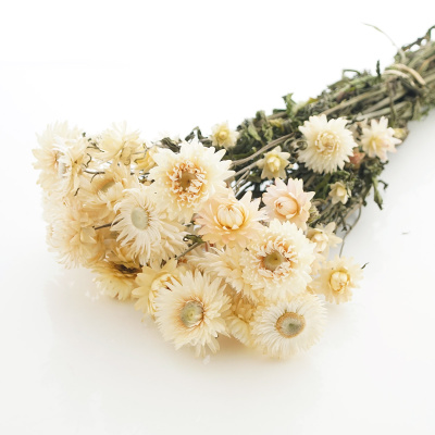 Strohblumen Trockenblumen natur creme weiß mit Stiel, VE 1 Bund L ca. 42 cm