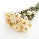 Strohblumen Trockenblumen natur creme wei&szlig; mit Stiel, VE 1 Bund L ca. 42 cm