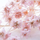 Trockenblumen Hill flower getrocknete Blumen, kleine Blüten mit Stiel, L ca. 40 cm, rosa