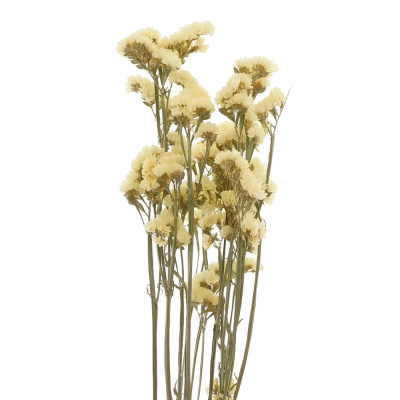 Trockenblumen Statice sinuata gelb VE 1 Bund, Blumen getrocknet gefärbt mit Stiel
