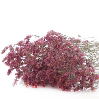 Trockenblumen Statice Limonium rosa 1 Bd L ca. 75 cm, getrocknete Blumen mit Stiel