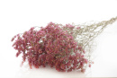 Trockenblumen Statice Limonium hellrosa 1 Bd L ca. 75 cm, getrocknete Blumen mit Stiel