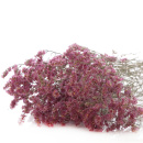 Trockenblumen Statice Limonium rosa 1 Bd L ca. 75 cm,...