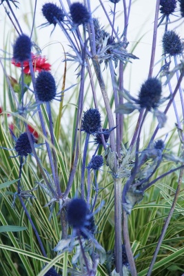 Trockenblumen blau Distel klein Eryngium Floristi