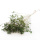 Trockenblumen grün Broom Bloom getrocknete Blumen 1 Bund, L ca. 40 cm