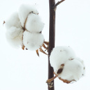 Baumwolle auf Stiel weiß natur dekorieren mitTrockenfloristik