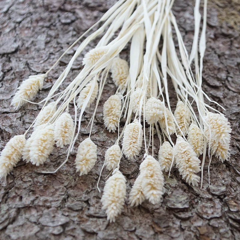 Trockenblumen gebleicht weiß verschiedene Sorten