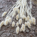 Trockenblumen weiß Phalaris getrocknete Gräser...