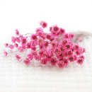 Trockenblumen Glixia gro&szlig;e Bl&uuml;ten mit Stiel, L ca. 35 cm, dunkel-rosa pink