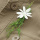 Streublumen weiß aus Stoff Br. 52 mm VE 10 Stk Blumen zum Streuen