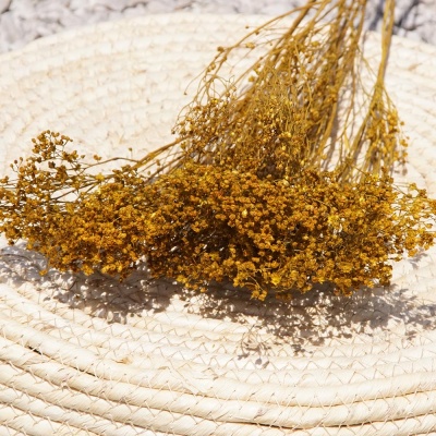 Trockenblumen gelb Broom Bloom getrocknete Blumen 1 Bund, L ca. 30 cm