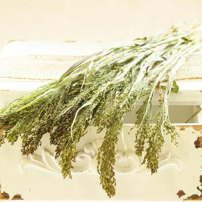 Trockenfloristik Hirse getrocknets Gras natur grün VE 1 Bund ca. 30 g für Trockenblumen Deko