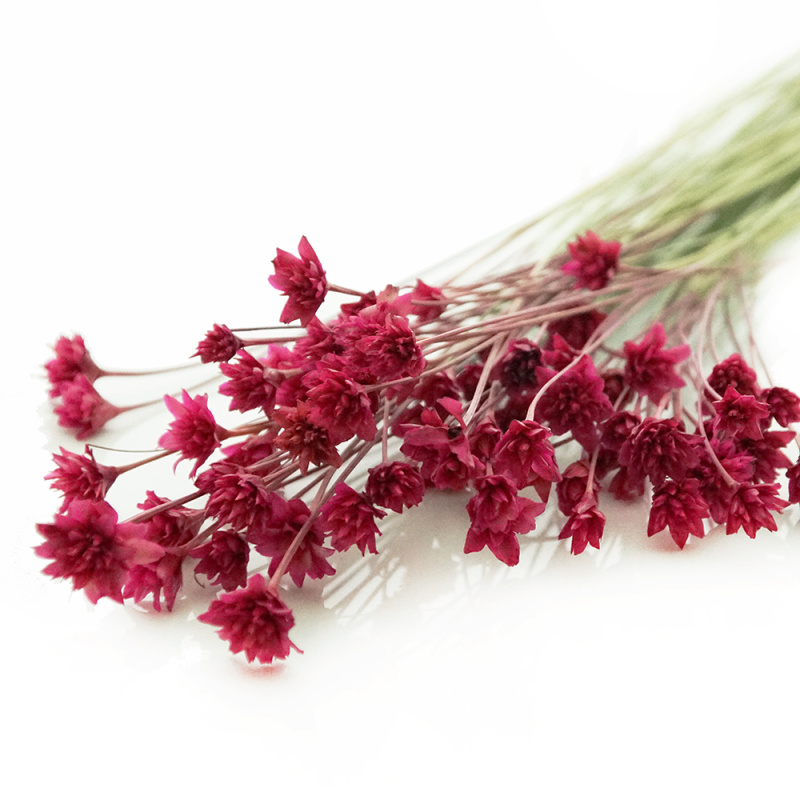 Trockenblumen Hill flower kleine Blüte für Hochzeitsantecker