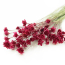 Trockenblumen Hill flower getrocknete Blumen, kleine Bl&uuml;ten mit Stiel, L ca. 40 cm, dunkel rosa pink