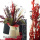 Trockenblumen schwarz Broom Bloom getrocknete Blumen 1 Bund, L ca. 40 cm