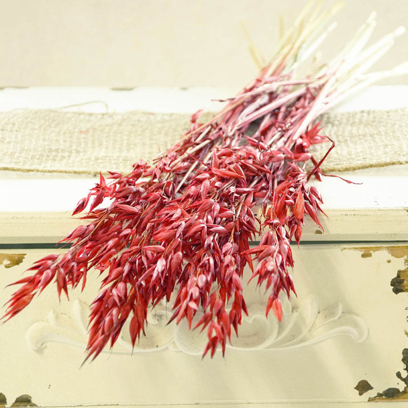 Trockenblumen rot Hafer 1 Bund 50 g Floristik, Ba