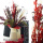 DIY Trockenblumenstrauß rot-weiß-schwarz, selber dekorieren