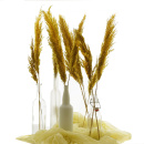 Pampaswedel Trockenblumen, gro&szlig; buschig, gelb / curry 9-10 Stk L 65 -70 cm, Gr&auml;ser f&uuml;r Trockenfloristik