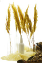Pampaswedel Trockenblumen, groß buschig, gelb / curry 9-10 Stk L 65 -70 cm, Gräser für Trockenfloristik