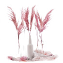 Pampaswedel Trockenblumen, gro&szlig; buschig, rosa / pink 9-10 Stk L 65 -70 cm, Gr&auml;ser f&uuml;r Trockenfloristik