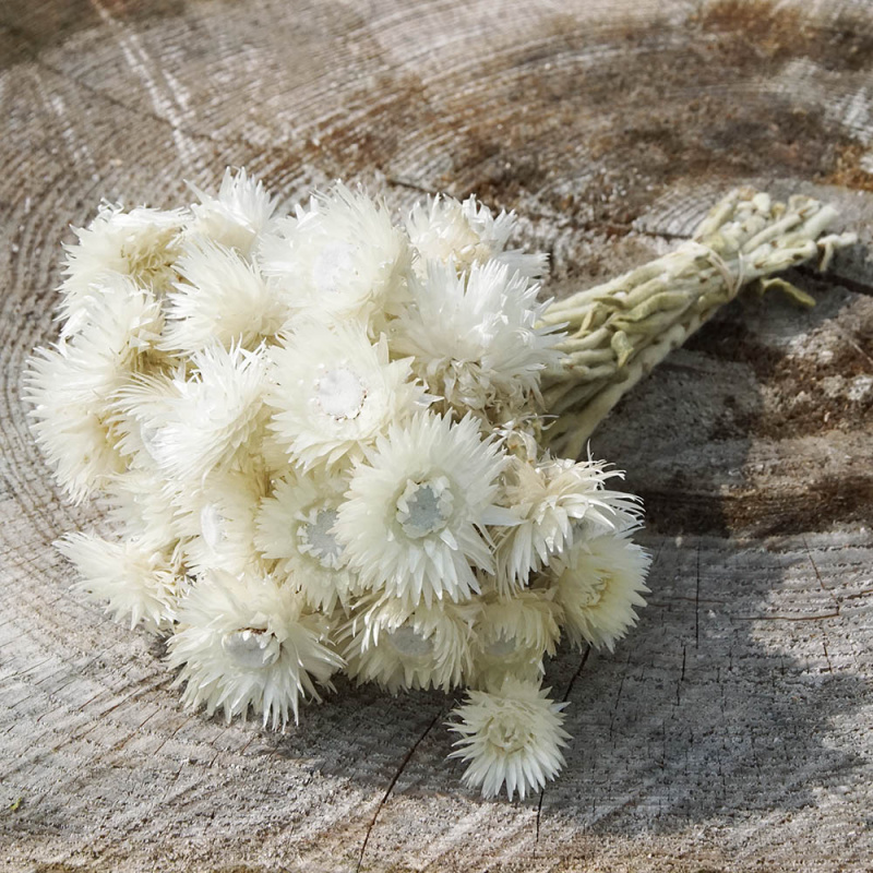 Strohblumen Trockenblumen mit Stiel, weiß 25 - 30 Blüten