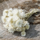 Strohblumen wei&szlig; Helichrysum natur, Trockenblumen mit Stiel, VE 1 Bund L 20 - 30 cm
