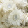 Strohblumen weiß Helichrysum natur, Trockenblumen mit Stiel, VE 1 Bund L 20 - 30 cm