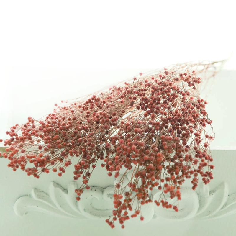 Trockenblumen rot / Coralle Broom Bloom Blumen 1 Bund, L c