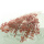 Trockenblumen rot / Coralle Broom Bloom getrocknete Blumen 1 Bund, L ca. 40 cm