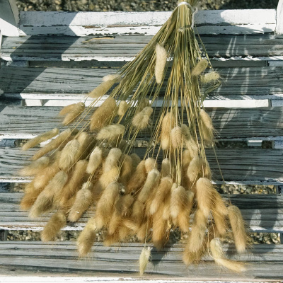Lagurus natur Hasenschwanzgras ca. 40 g, L 70 cm, natürliche Gräser, Trockenfloristik