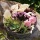 Pflanzring Grabgesteck mit Succulente und Trockenblumen, rosa natur selbermachen