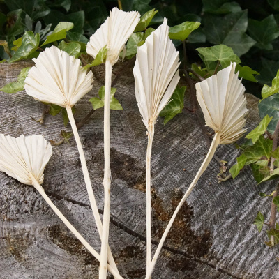 Palmspeer gebleicht weiß, Trockenblumen für Grabgestecke 5 Stk. weiß gebleicht