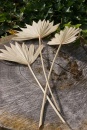 Palmspeer natur, Sun Cut, groß, Trockenblumen für Grabgestecke VE 3 Stk