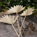Palmspeer natur, Sun Cut,Trockenblumen f&uuml;r Grabgestecke VE 3 Stk