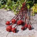 Papaver, Mohn rot gef&auml;rbtTrockenblumen mit Stiel VE 10 Stk L ca. 30-50 cm