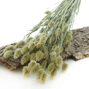 Phalaris natur grün getrocknete Gräser für die Trockenfloristik VE 1 Bund, L ca.60 cm