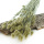 Phalaris natur grün getrocknete Gräser für die Trockenfloristik VE 1 Bund, L ca.60 cm
