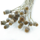 Papaver klein, Mohn VE 18-20 Stk, natur gr&uuml;n grau Trockenblumen mit Stiel L ca. 20-35 cm
