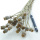 Papaver klein, Mohn VE 18-20 Stk, natur grün grau Trockenblumen mit Stiel L ca. 20-35 cm