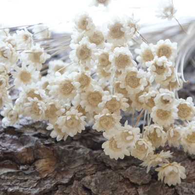 Trockenblumen Glixia große Blüten mit Stiel, L ca. 35 cm, natur weiß - creme