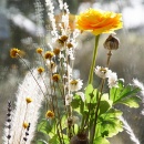 Trockenblumen Hill flower getrocknete Blumen, kleine Blüten mit Stiel, L ca. 40 cm, gelb