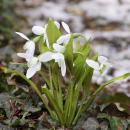 Schneeglöckchen, Seidenblume 7 Blüten mit Stiel...