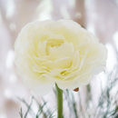 Ranunkel groß weiß, Seidenblume wie echt, eine Blüte mit Blätter, L 56 cm