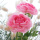 Ranunkel groß rosa, Seidenblume VE 1 Stk, Blüte mit Blätter, L 56 cm