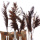 Pampaswedel Trockenblumen, dunkel braun, buschig, natur 9-10 Stk L 65 -70 cm, Gräser für Trockenfloristik