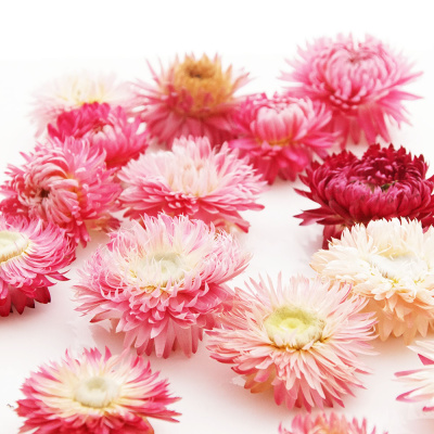 Strohblumenköpfe Trockenblumen Helichrysum natur hell rosa creme VE 20 g, zum Basteln im Landhausstil