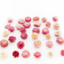 Strohblumenköpfe Trockenblumen Helichrysum natur hell rosa creme VE 20 g, zum Basteln im Landhausstil